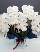 豪華胡蝶蘭５本立（白） 4万円コース